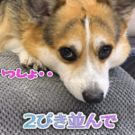 2ぴき並んで