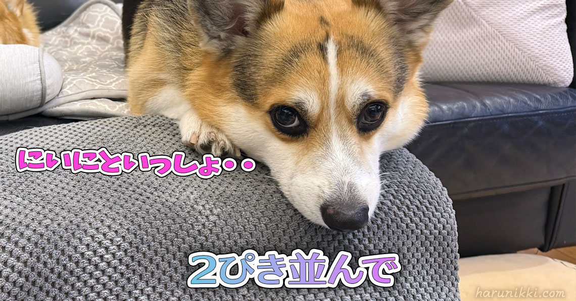 2ぴき並んで