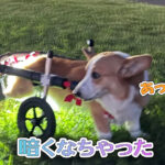 暗くなちゃった