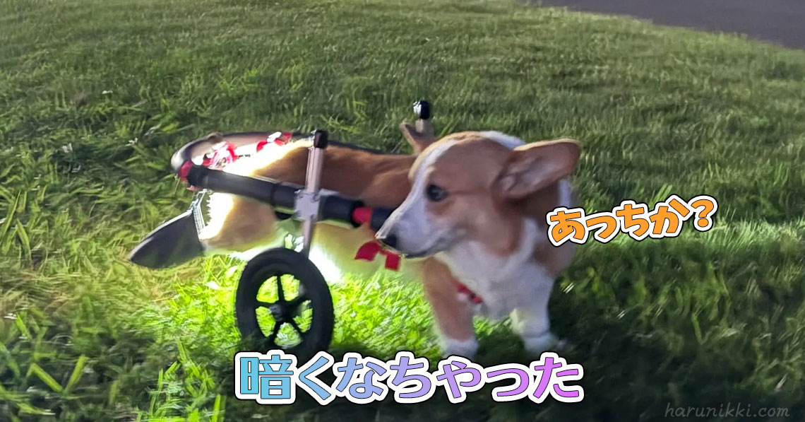 暗くなちゃった