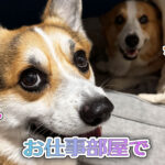 お仕事部屋で