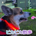 ピカピカ散歩