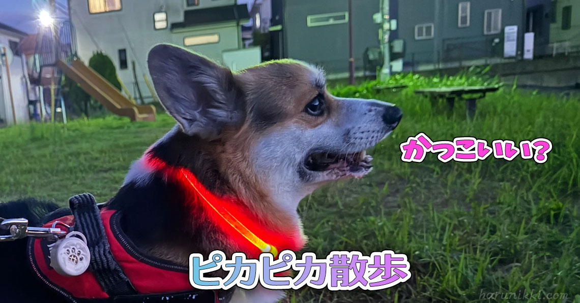 ピカピカ散歩