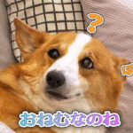 おねむなのね