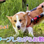 ワープしながらお散歩