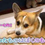 拾ったものはぼくのもの？