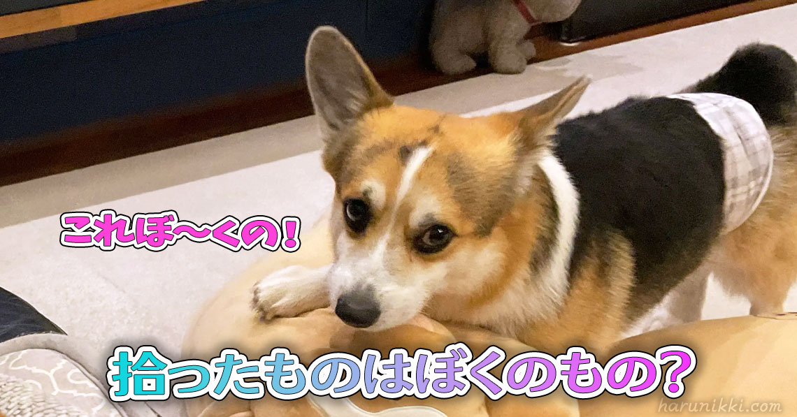 拾ったものはぼくのもの？