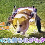 にいにを待ちながら夕散歩