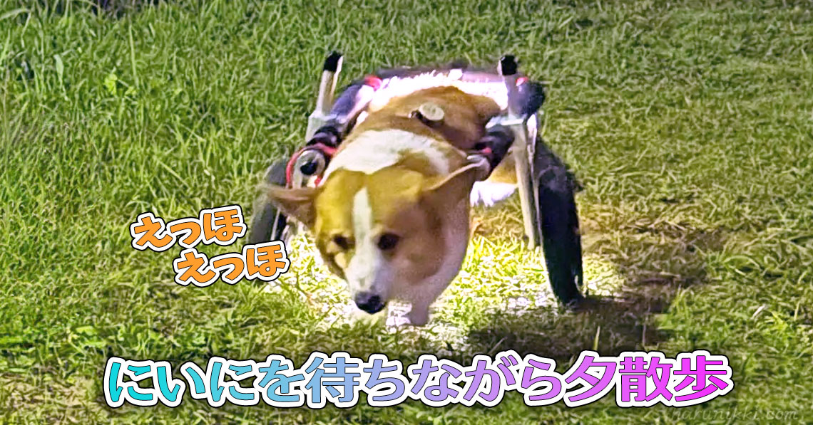 にいにを待ちながら夕散歩