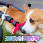 運動公園散歩