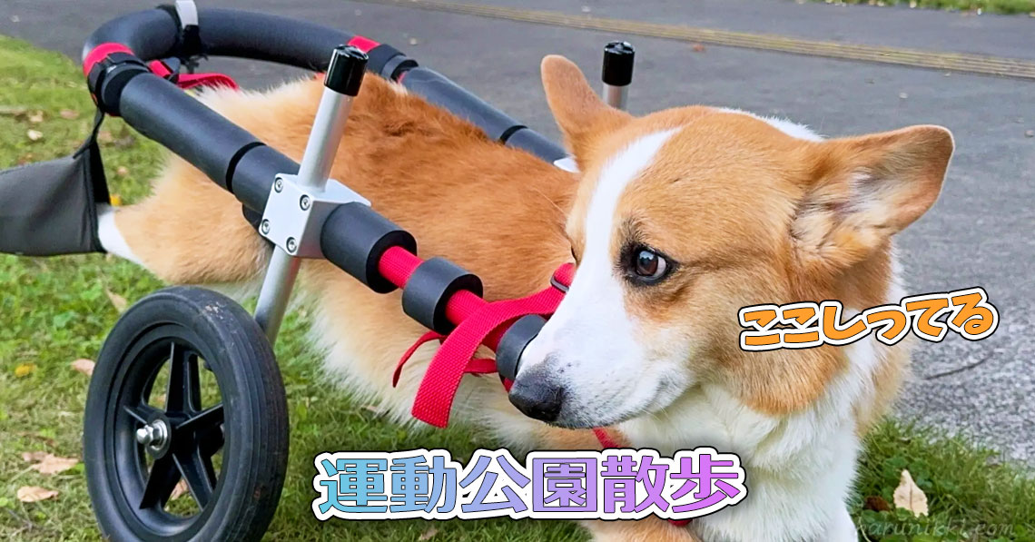 運動公園散歩