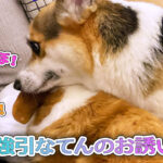 強引なてんのお誘い
