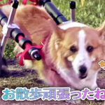 お散歩頑張ったね